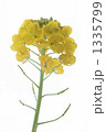 白い背景の菜の花