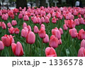 2010年横浜公園のチューリップ