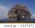 わに塚の桜