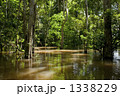 アマゾン川のバルゼア浸水林