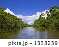 アマゾン川のバルゼア浸水林