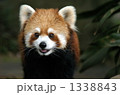 レッサーパンダ