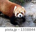 レッサーパンダ