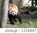 レッサーパンダ