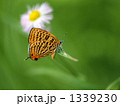 ウラナミアカシジミ