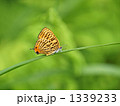 ウラナミアカシジミ