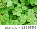 1339554