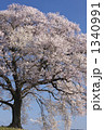 山梨　一本桜と八ヶ岳