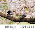 1341313