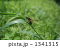 1341315