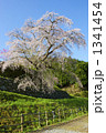 又兵衛桜