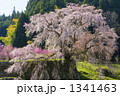 又兵衛桜