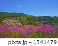 又兵衛桜