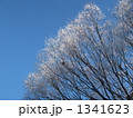 欅の雪模様
