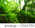 原生林のシダ-1