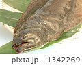 新鮮！産地直送のヒラメ