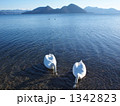 冬の洞爺湖畔にてスワンのいる風景