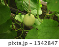 メロン