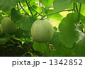 メロン