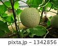 メロン