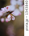 魯桃桜（ろとうざくら）