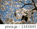 桜×野鳥