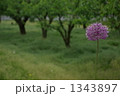 アリウム・ギガンチウム 花葱