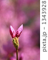 1343928