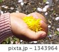 タンポポの花を持つ子供の手アップ