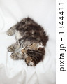 熟睡する仔猫