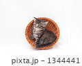 カゴの中で休む仔猫