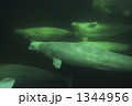 1344956