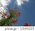 サルスベリと夏空