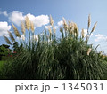 パンパスグラスと夏空