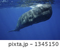 1345150