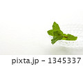 ミントと硝子の小皿