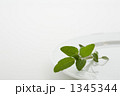 セージと白皿