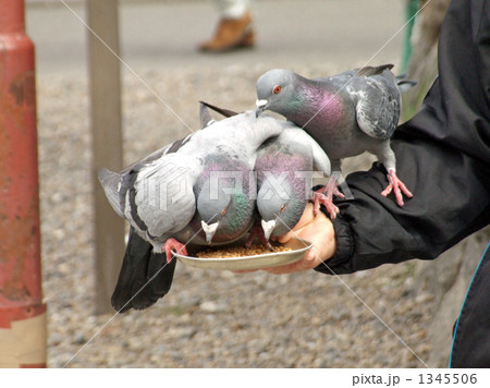 鳩 鳩
