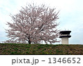 調布非行場の桜