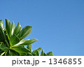 青空とクサトベラ