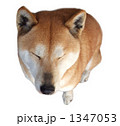 柴犬の気持ちいい顔