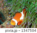 北谷のカクレクマノミ