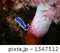 大瀬崎のアオウミウシ