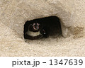 ぼくんち