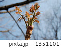 タラの芽