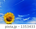 ヒコウキグモ