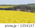 ブルゴーニュ地方の丘陵地帯の菜の花畑