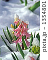 春の雪に埋まるヒヤシンスの花