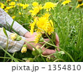 野草摘み