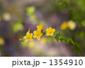 ヤマブキ